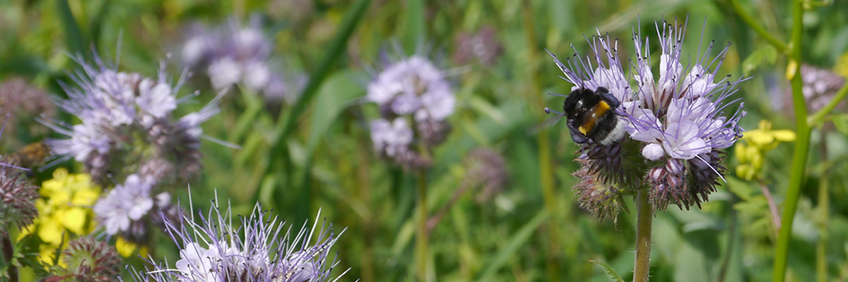 groen bemester bloem